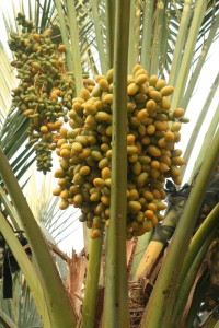 cooking in israel, dates